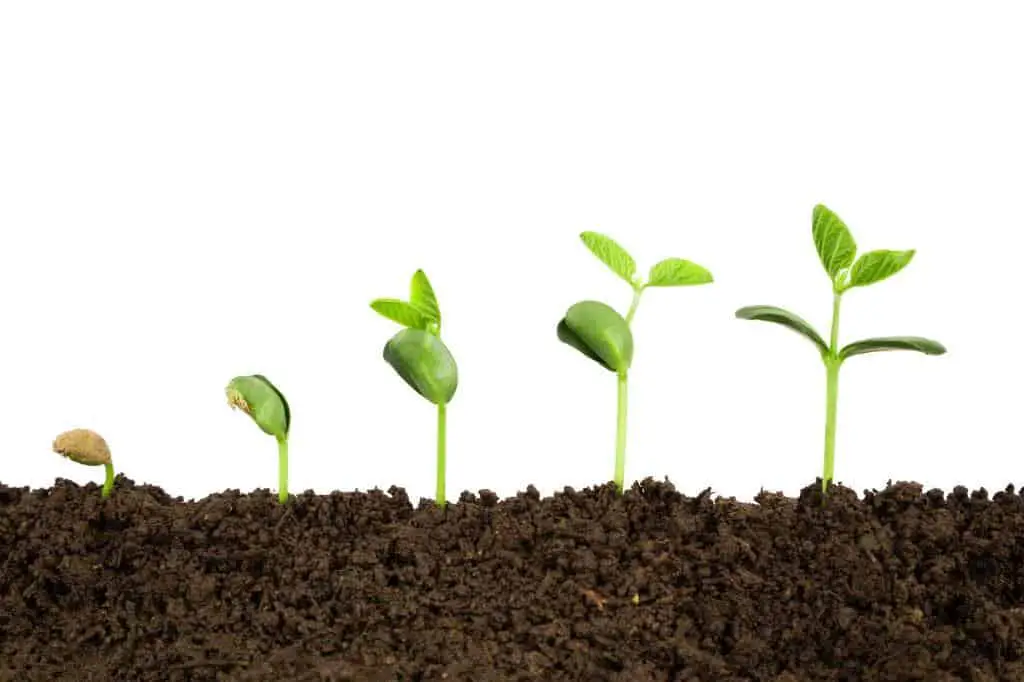 Green Beans Growth Stages