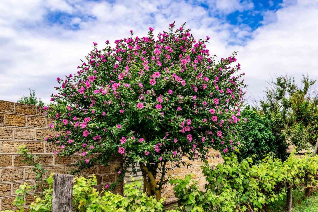 Hoe groot wordt een hibiscusboom? Hoe snel zal het groeien? Hoe groot wordt een hibiscusboom? Hoe snel zal het groeien?