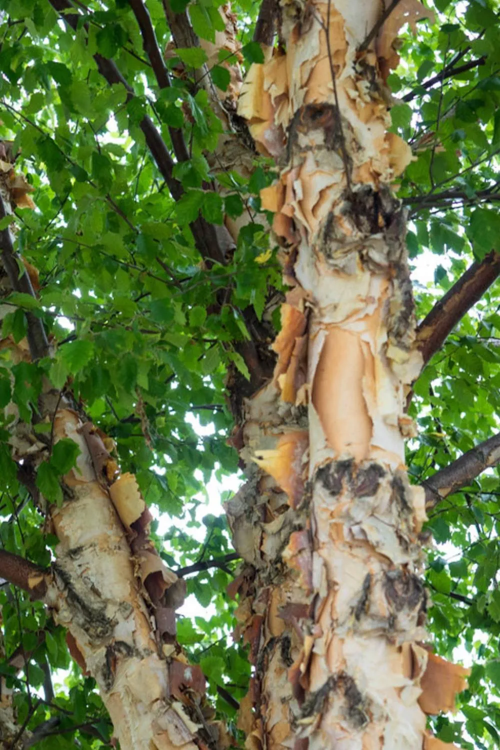 How to Keep a Birch Tree Small? - Best Pruning Guide