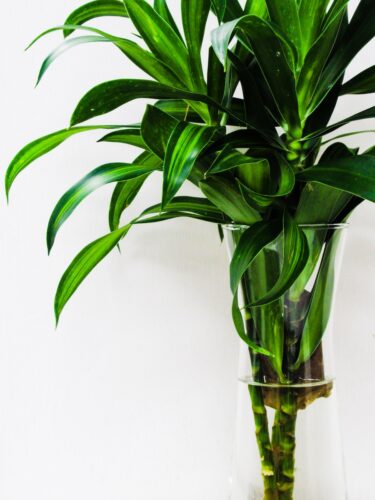 Can Bamboo Leaves Turn Yellow From Direct Sunlight?