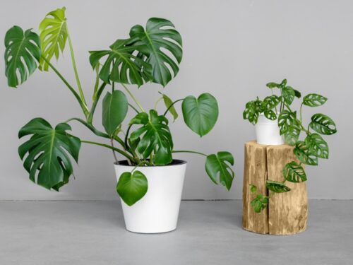 Leggy Monstera Plant – Stem Too Tall(How to Fix), Repotting Plant