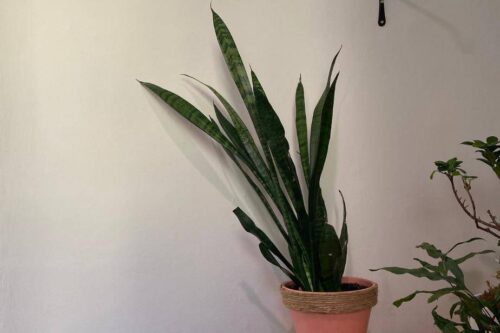 Leggy Snake Plant – Stem Too Tall(How to Fix), Repotting Plant