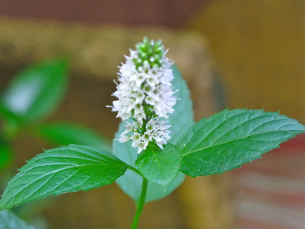 flor-de-la-planta-de-menta-qu-hacer-con-qu-frecuencia-florece