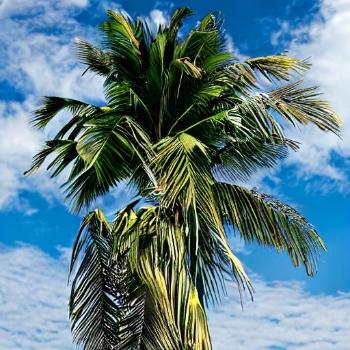 Do Palm Trees Grow from the Top Or Bottom?