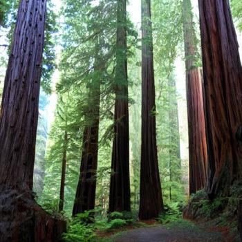 Why do giant redwoods only grow in California?
