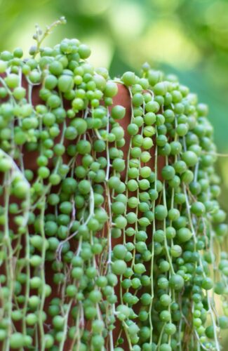 The Stunning Blue And Purple String of Pearls Plant!