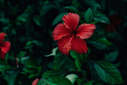 Effects Of Excessive Watering On Hibiscus Plants