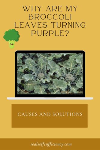 Why Did My Broccoli Leaves Turn Purple – How to Fix(6 Reasons)