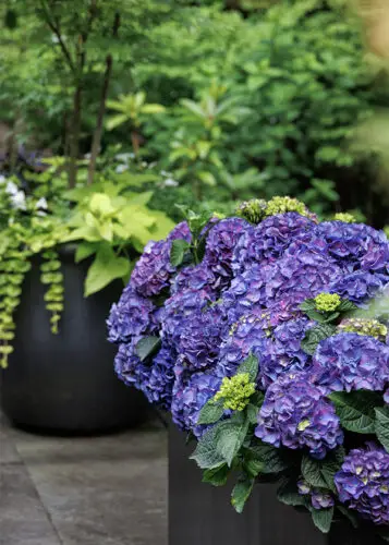 Why Did My Hydrangea Leaves Turn Purple – How to Fix(6 Reasons)