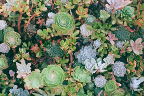 How Often to Water Succulents Indoors and Outdoors