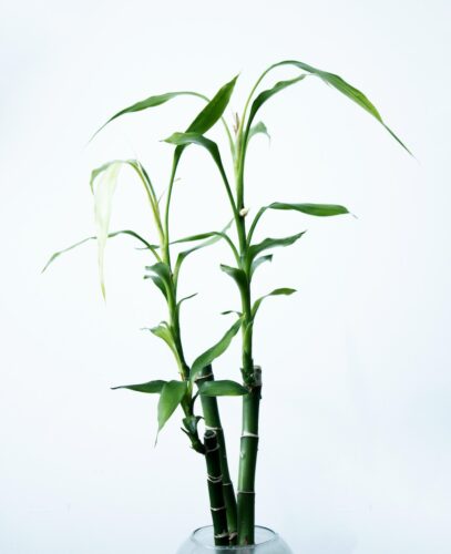 Reasons For Bamboo Leaves Turning Yellow