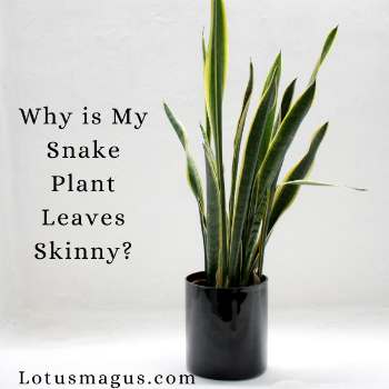 Why is My Snake Plant Leaves Skinny?