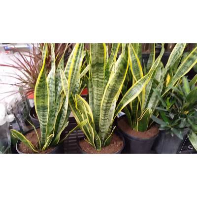 Temperature Ranges for Snake Plants