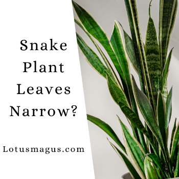 snake plant narrow leaves