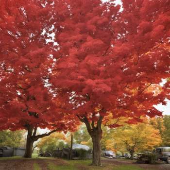 Do Autumn Blaze Maples Like Sun Or Shade