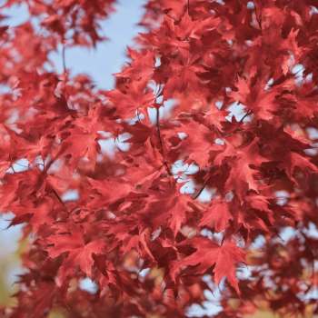 Where is the best place to plant Autumn Blaze maples?
