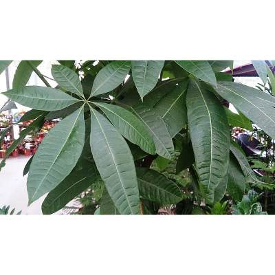 How To Fix Money Tree Leaves Turning Light Green