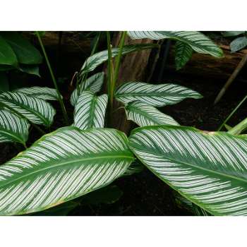 Why Do Calathea Leaves Curl at Night? 