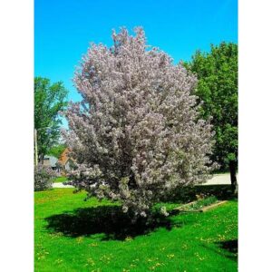 Can You Grow Crabapple Trees in Pots? Yes, Here is Care Tips