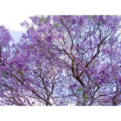 is jacaranda tree poisonous to dogs
