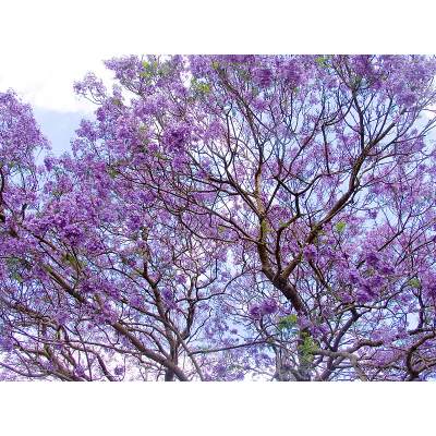 Jacaranda Tree Not Flowering