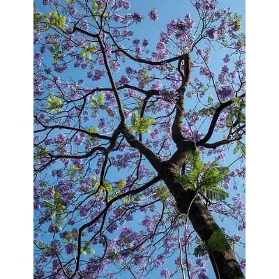 jacaranda tree blooming season