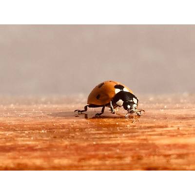 What does a ladybug mean in the Bible?