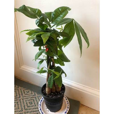 5 Reasons why your MONEY TREE plant leaves turning PALE