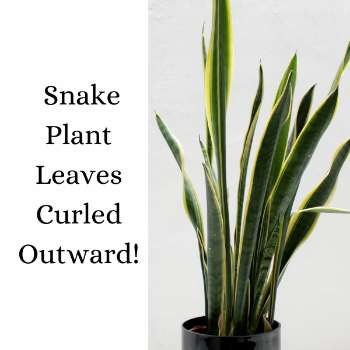 Snake Plant Leaves Curl Outward