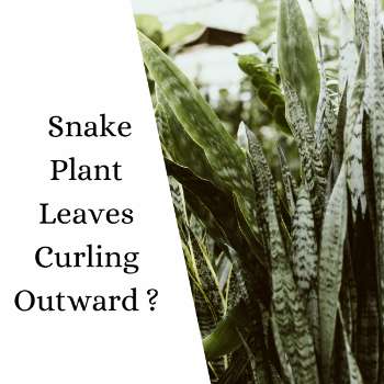 Why is My Snake Plant Leaves Curling Outward