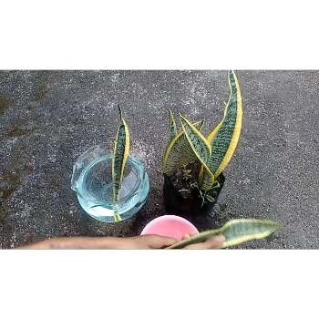 Propagating Snake Plant in Water