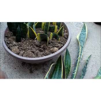 snake plant propagation in soil timeline