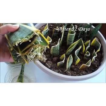 Propagating Snake Plant in Soil