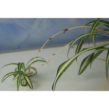 Are Spider Plants Toxic to Cats