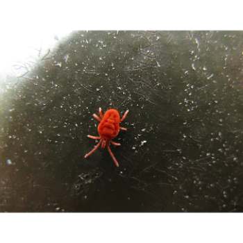 What are Tiny Red Spiders 