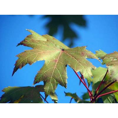 What is the difference between Autumn Blaze maple and Firefall maple?