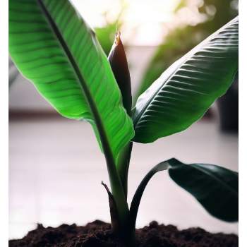 Banana plant indoor benefits