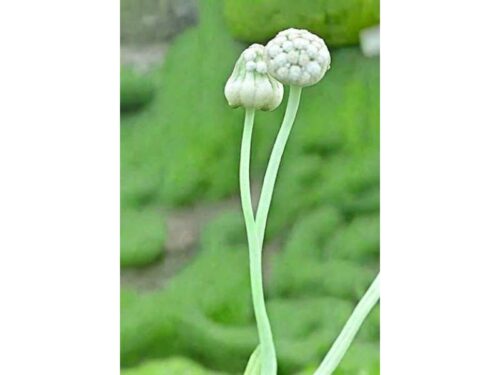 Garlic Plant Flowers