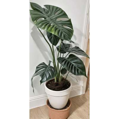 Support for Elephant Ear Stems