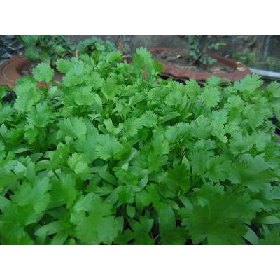 Is it safe to eat cilantro everyday? 
