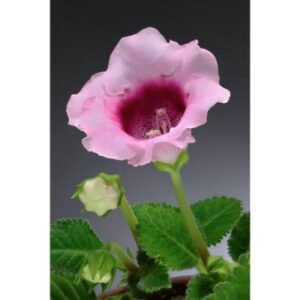 Gloxinia - (Sinningia speciosa)