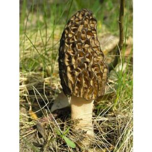 Grow Morel Mushrooms