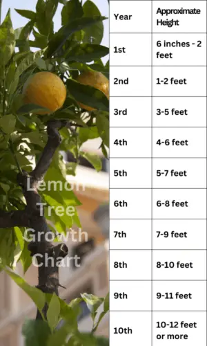 Lemon Tree Growth Chart