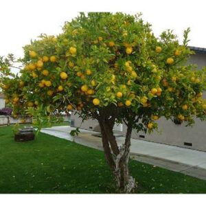 how long for lemon tree to bear fruit from seed