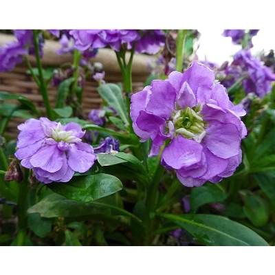 35 Bunga Yang Mewakili Cinta dan Romantisme