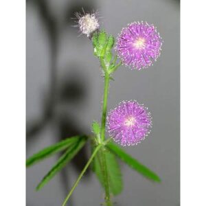 Mimosa flower 