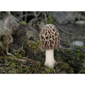 Morel Mushrooms