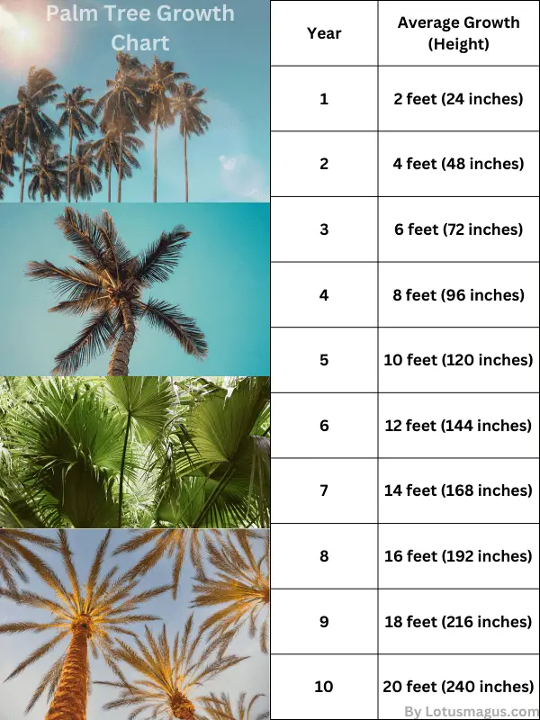 Palm Tree Growth Chart