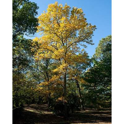 Shagbark Hickory Tree Pros and Cons