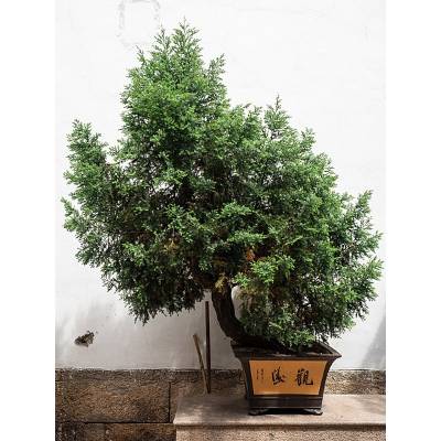 How often should jade bonsai be pruned